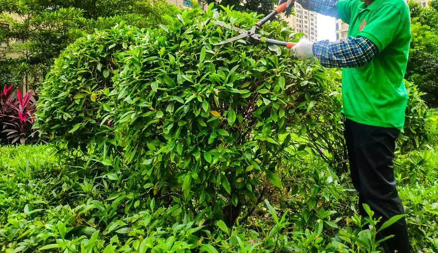 新乡绿化工程苗圃招标信息