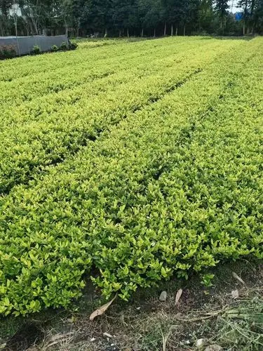 梅州苗木绿化工程