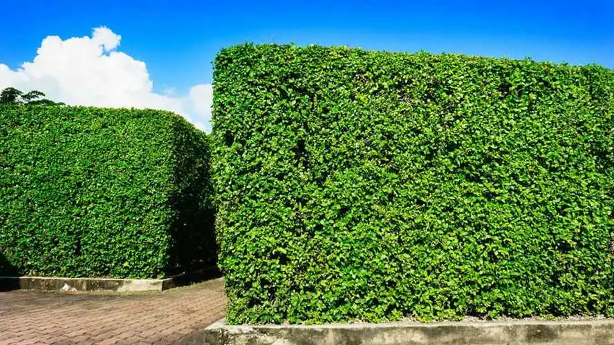 植物识别与管理：园林管理员考试难点研究